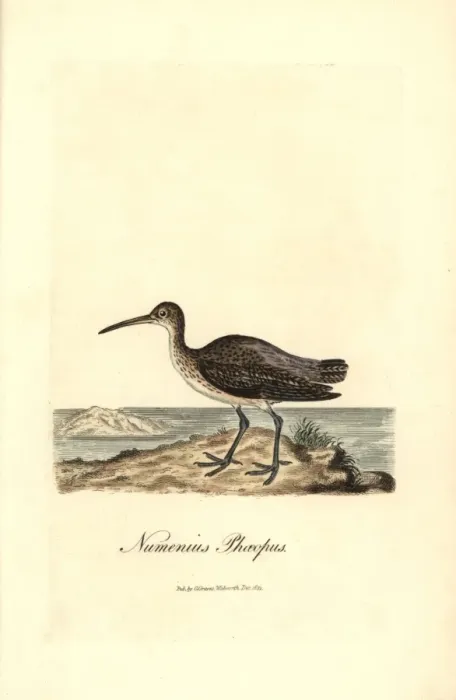 Framed Print : Whimbrel, Numenius phaeopus Framed Print : Whimbrel, Numenius phaeopus