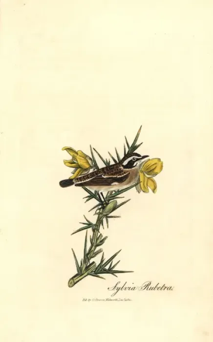 Framed Print : Whinchat, Saxicola rubetra Framed Print : Whinchat, Saxicola rubetra