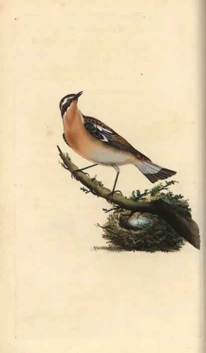 Framed Print : Whinchat, Saxicola rubetra Framed Print : Whinchat, Saxicola rubetra