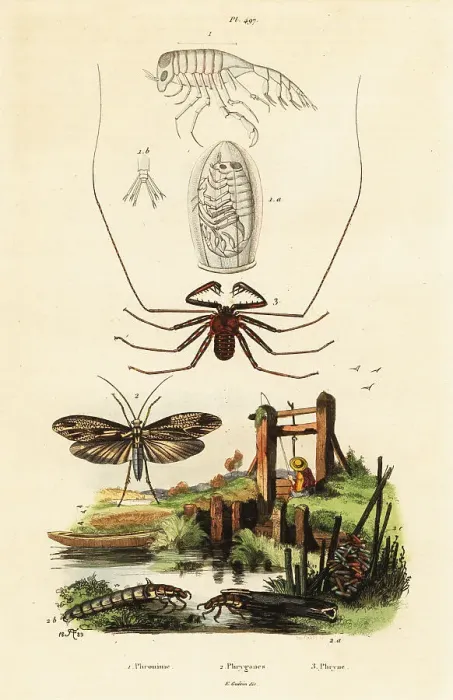 Framed Print : Whip spider and caddisfly Framed Print : Whip spider and caddisfly