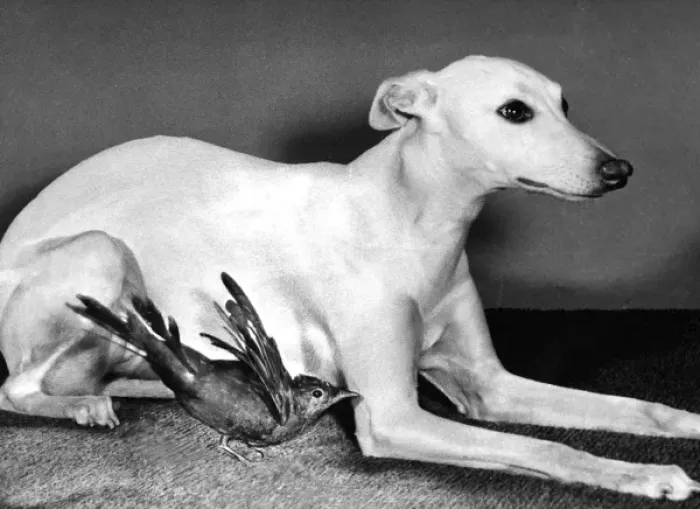 Framed Print : Whippet and Blackbird Framed Print : Whippet and Blackbird