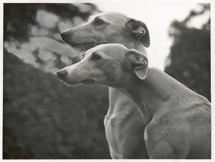 Framed Print : Whippets by Thomas Fall, 1954 Framed Print : Whippets by Thomas Fall, 1954