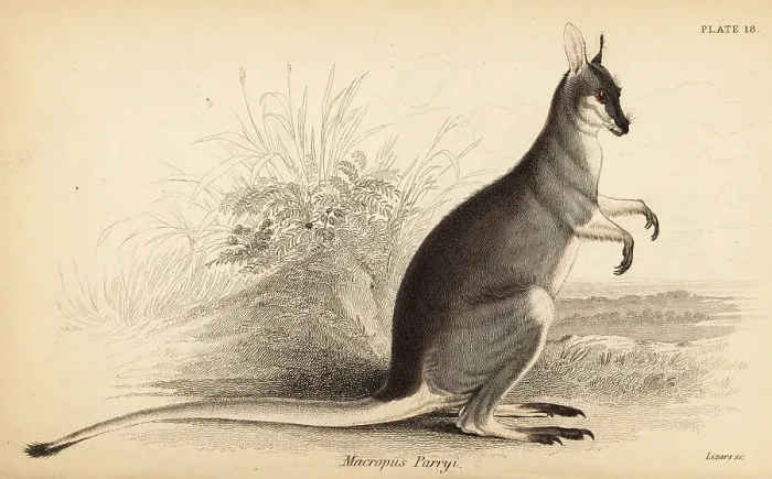 Framed Print : Whiptail wallaby, Macropus parryi Framed Print : Whiptail wallaby, Macropus parryi