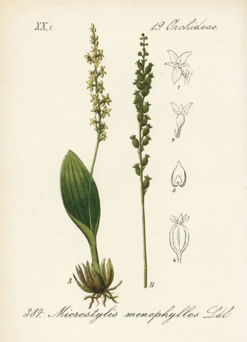 Framed Print : White adders mouth orchid, Malaxis monophyllos