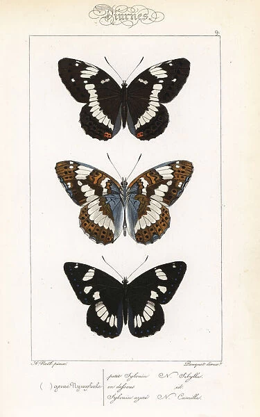 White admiral and southern white admiral