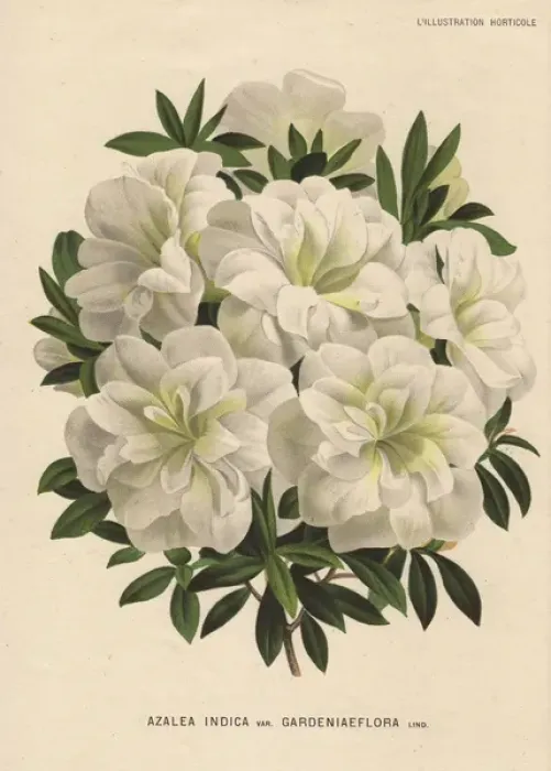 Framed Print : White azalea, Azalea indica var gardeniaeflora Lind