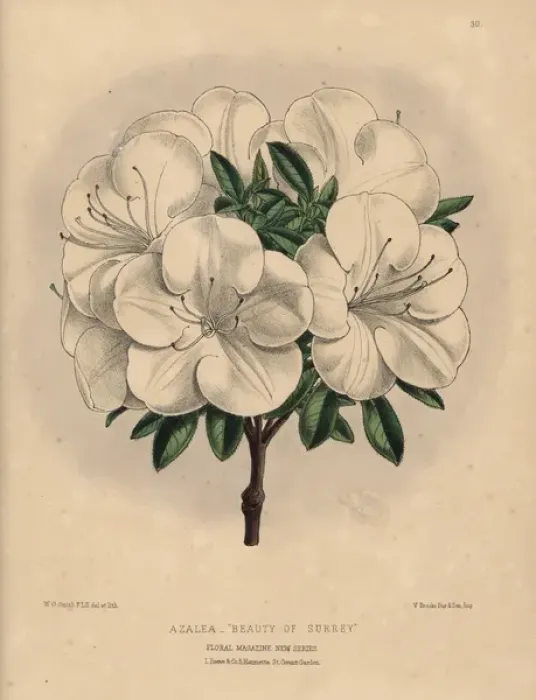Framed Print : White azalea hybrid, Azalea Beauty of Surrey Framed Print : White azalea hybrid, Azalea Beauty of Surrey