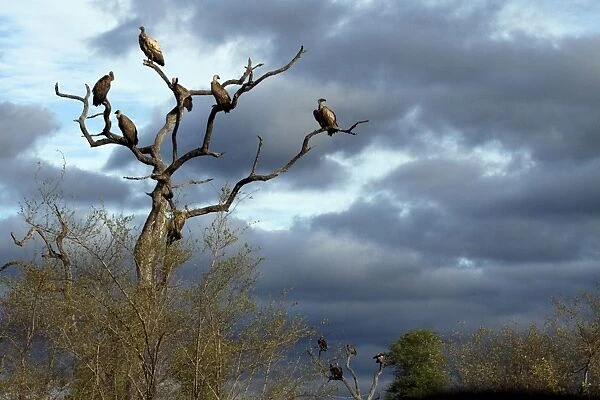 White-backed Vultures - in tree