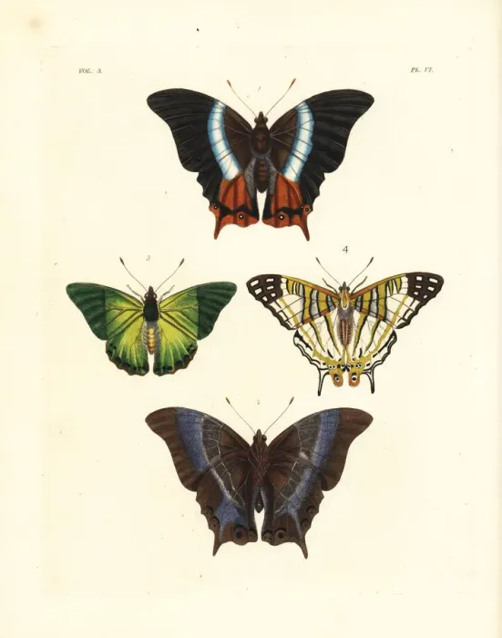 Framed Print : White-banded palla, green charaxes and African map butterfly Framed Print : White-banded palla, green charaxes and African map butterfly