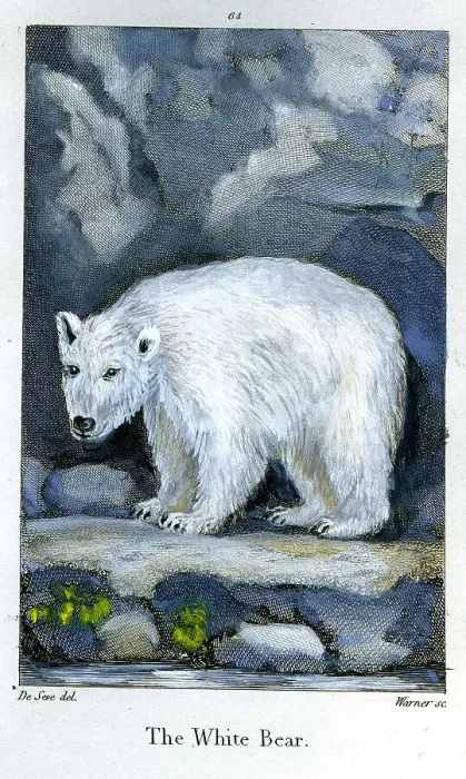 Framed Print : White Bear