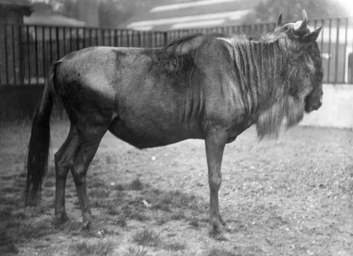 Framed Print : White Bearded Gnu