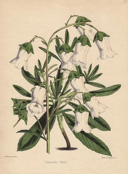 White bellflower, Campanula vidalii