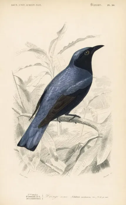 Framed Print : White-bellied drongo, Dicrurus caerulescens Framed Print : White-bellied drongo, Dicrurus caerulescens