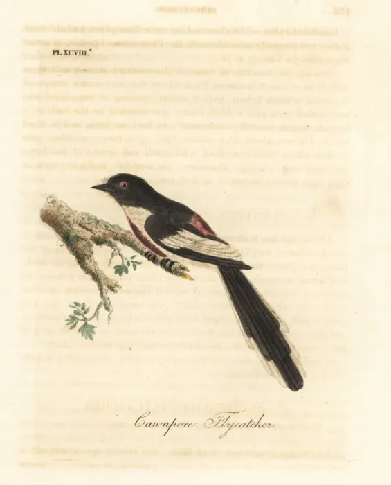 Framed Print : White-bellied minivet, Pericrocotus erythropygius Framed Print : White-bellied minivet, Pericrocotus erythropygius