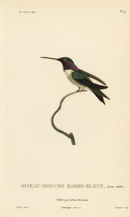 Framed Print : White-bellied woodstar, Chaetocercus mulsant, juvenile Framed Print : White-bellied woodstar, Chaetocercus mulsant, juvenile