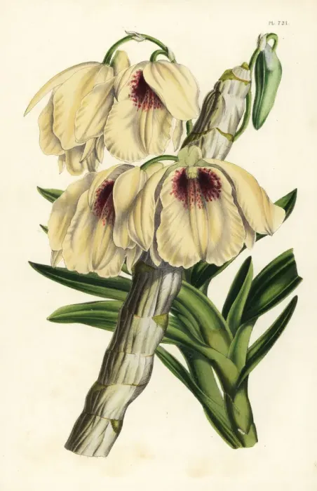 Framed Print : White and blood-red dendrobium orchid, Dendrobium Framed Print : White and blood-red dendrobium orchid, Dendrobium