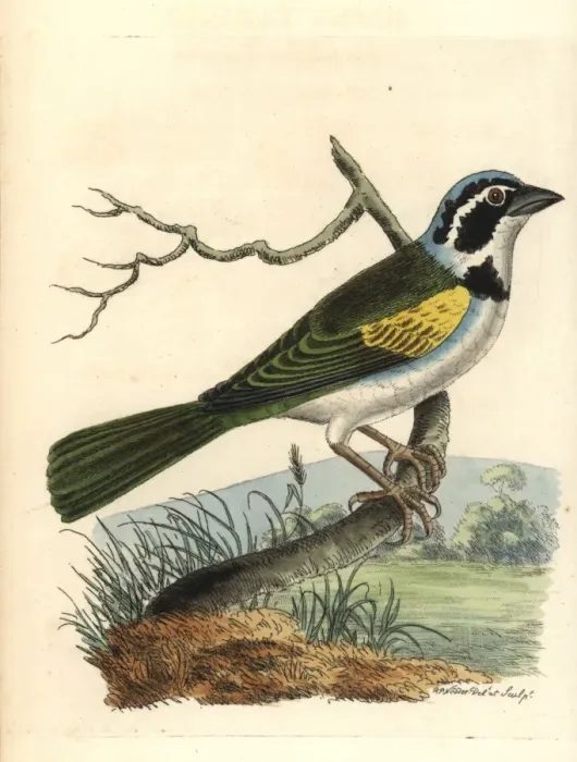 Framed Print : White-browed brush finch, Arremon torquatus Framed Print : White-browed brush finch, Arremon torquatus