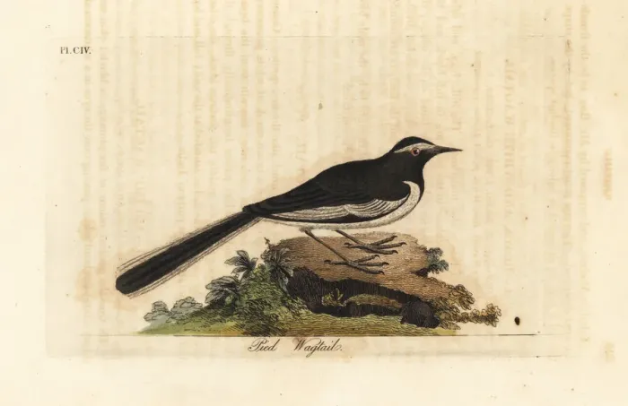 Framed Print : White-browed wagtail, Motacilla maderaspatensis