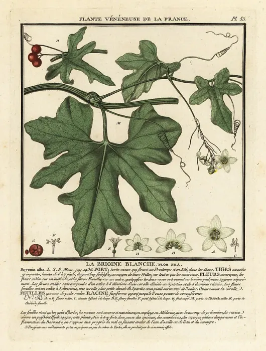 Framed Print : White bryony, Bryonia alba Framed Print : White bryony, Bryonia alba