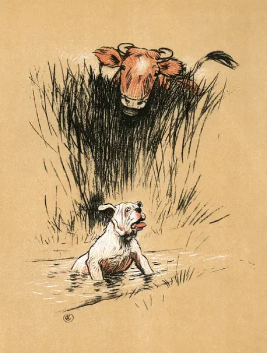 Framed Print : White bulldog thrown into the water by a bull in a field Framed Print : White bulldog thrown into the water by a bull in a field