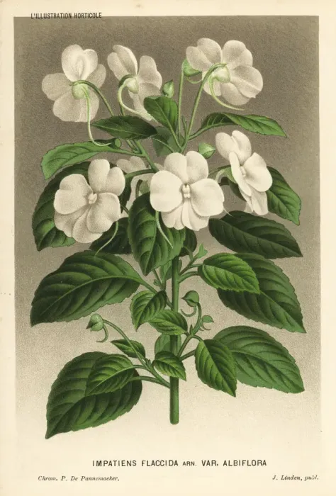 Framed Print : White busy lizzie, Impatiens flaccida Framed Print : White busy lizzie, Impatiens flaccida
