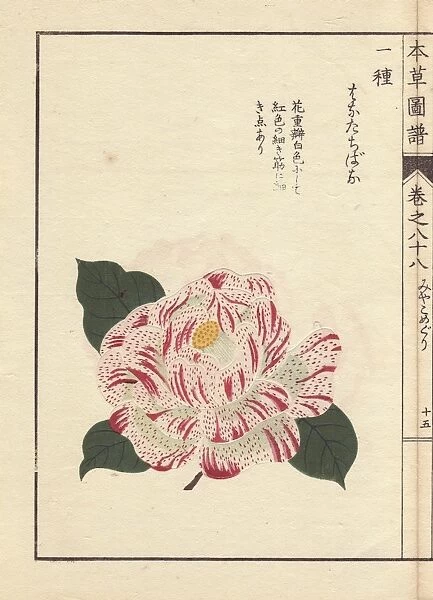 White camellia with crimson dots, Karanishiki