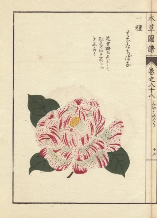 Framed Print : White camellia with crimson dots, Karanishiki Framed Print : White camellia with crimson dots, Karanishiki