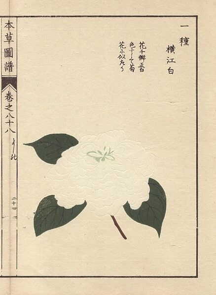 White camellia, Yokoe haku, Thea japonica flore pleno forma