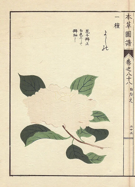 White camellia, Yoshino, Thea japonica Nois