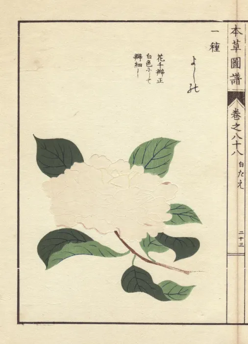 Framed Print : White camellia, Yoshino, Thea japonica Nois