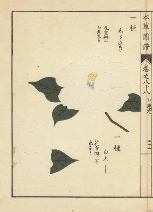 Framed Print : White camellias, Shirataki and Shiroshishi Framed Print : White camellias, Shirataki and Shiroshishi