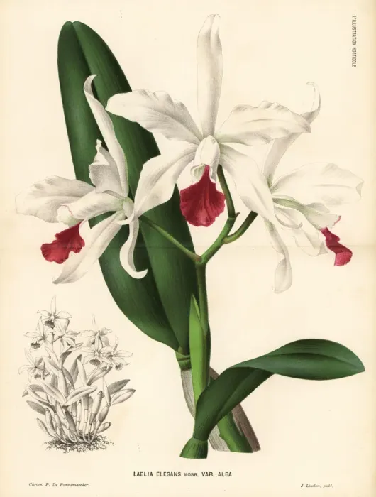 Framed Print : White Cattleya x elegans hybrid orchid Framed Print : White Cattleya x elegans hybrid orchid