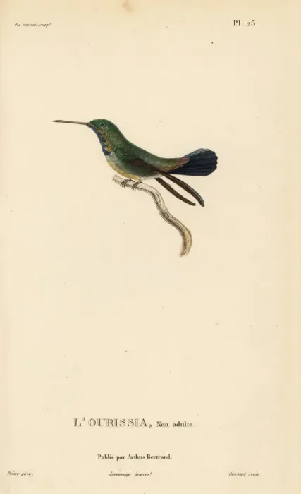 Framed Print : White-chinned sapphire, Hylocharis cyanus, juvenile Framed Print : White-chinned sapphire, Hylocharis cyanus, juvenile