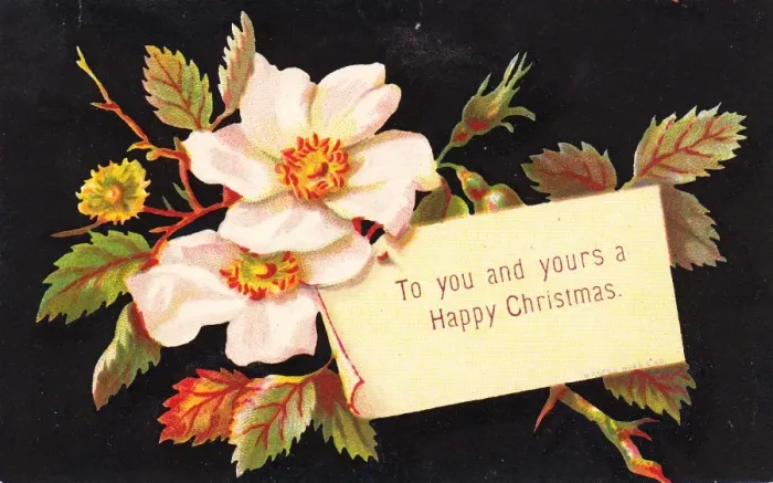 Framed Print : White Christmas roses on a Christmas card Framed Print : White Christmas roses on a Christmas card