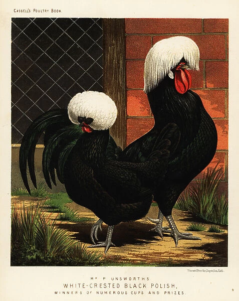White-crested black Polish chickens