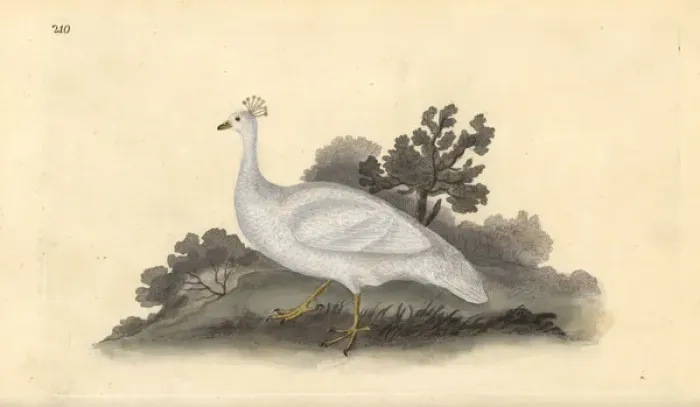 Framed Print : White crested pea-fowl (female), Pavo cristatus Framed Print : White crested pea-fowl (female), Pavo cristatus