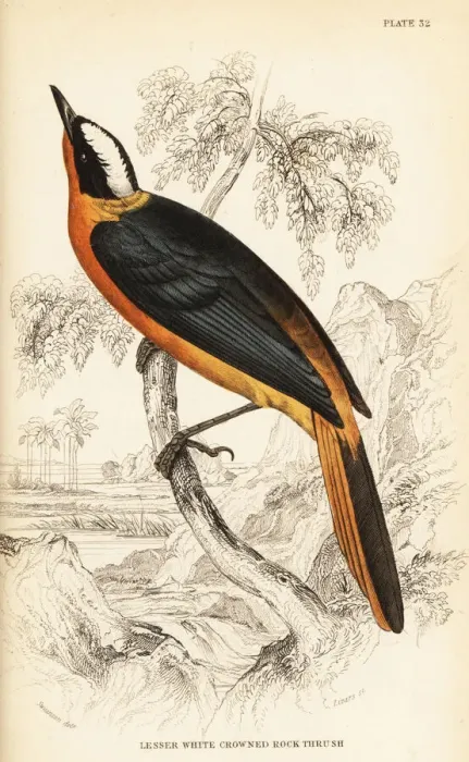 Framed Print : White-crowned robin-chat, Cossypha albicapilla Framed Print : White-crowned robin-chat, Cossypha albicapilla