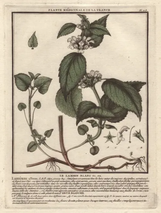 Framed Print : White deadnettle, Lamium album Framed Print : White deadnettle, Lamium album