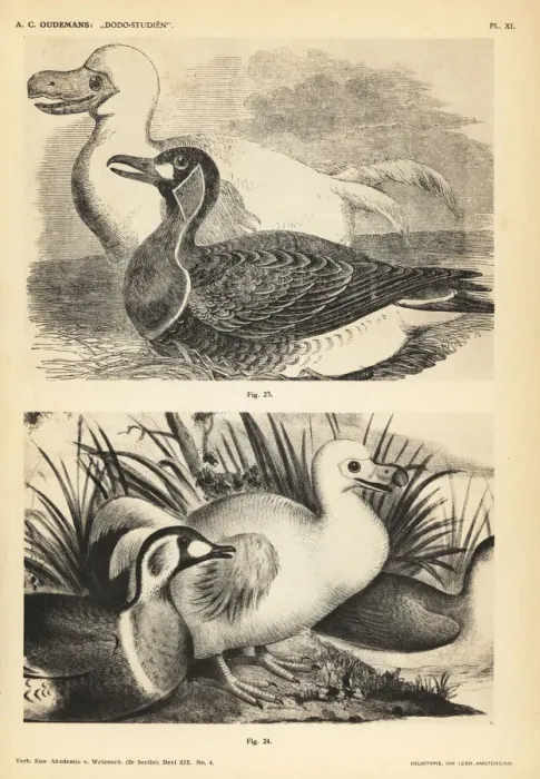 Framed Print : White dodo and duck by Pieter Withoos Framed Print : White dodo and duck by Pieter Withoos