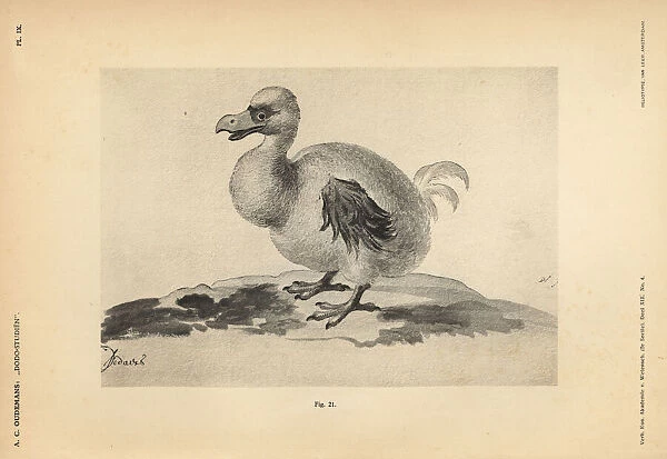 White dodo I by Pieter II Holsteyn, female, 1638