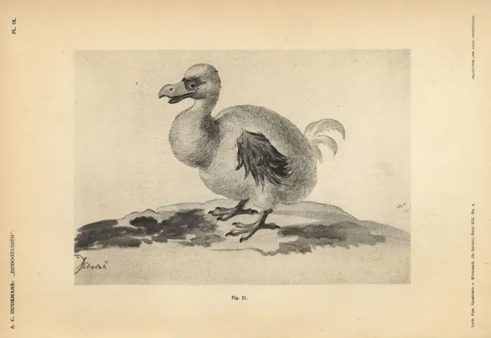 Framed Print : White dodo I by Pieter II Holsteyn, female, 1638 Framed Print : White dodo I by Pieter II Holsteyn, female, 1638