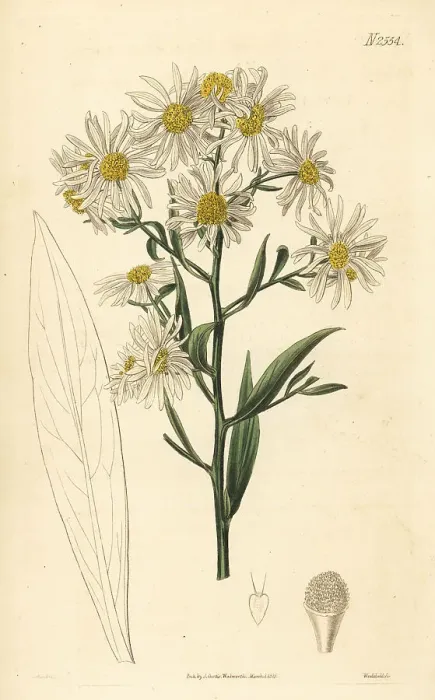 Framed Print : White doll's daisy, Boltonia asteroides Framed Print : White doll's daisy, Boltonia asteroides