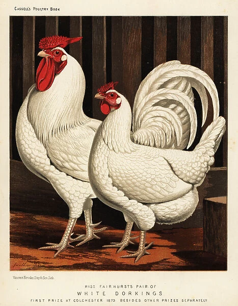 White Dorking fowl, cock and hen, Gallus gallus domesticus