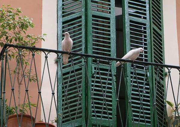 Two white doves on a balcony with green shutters, Palma