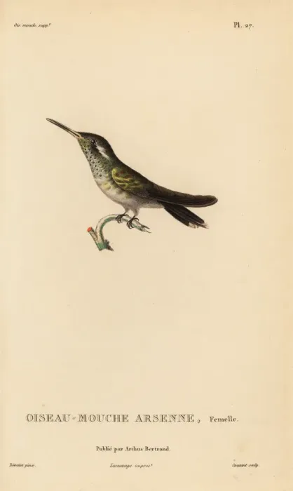 Framed Print : White-eared hummingbird, Basilinna leucotis, female Framed Print : White-eared hummingbird, Basilinna leucotis, female
