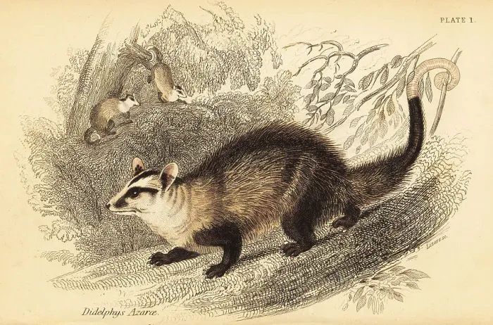 Framed Print : White-eared opossum, Didelphis albiventris Framed Print : White-eared opossum, Didelphis albiventris