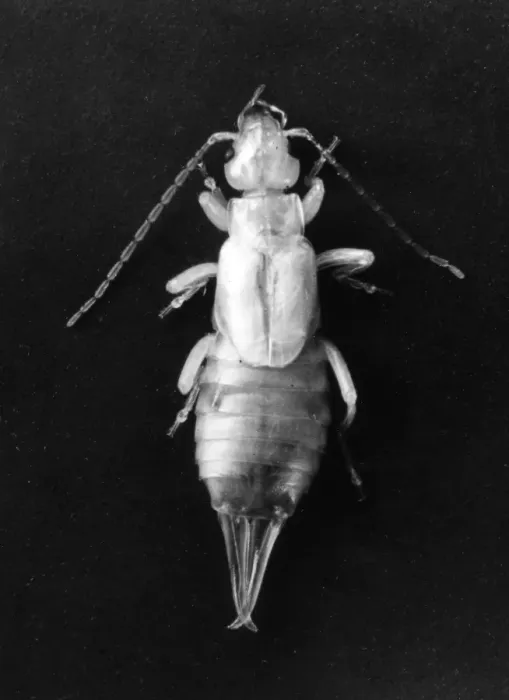 Framed Print : White Earwig Framed Print : White Earwig