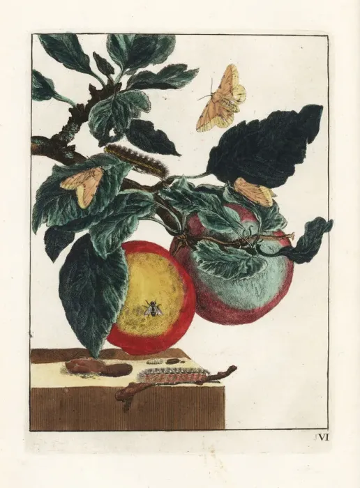 Framed Print : White ermine moth on an apple branch Framed Print : White ermine moth on an apple branch