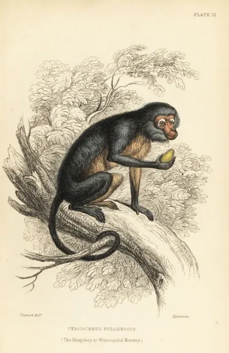 Framed Print : White-eyelid mangabey, Cercocebus species Framed Print : White-eyelid mangabey, Cercocebus species