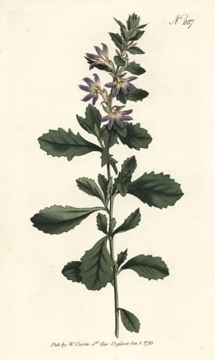 Framed Print : White fan-flower, Scaevola albida Framed Print : White fan-flower, Scaevola albida